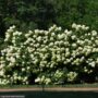 Hydrangea Paniculata – Limelight – #20 Container